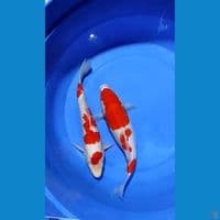 Kohaku strong Sejoli 35-36