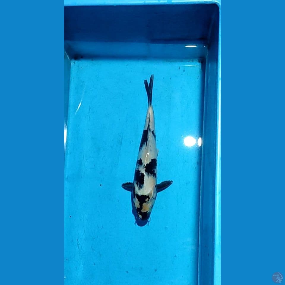 Shiro M 32cm