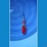 ReD Goshiki 28cm