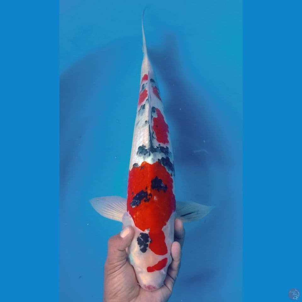 sanke 44cm