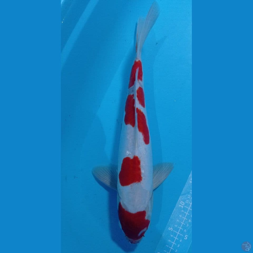 KOHAKU 45 CM