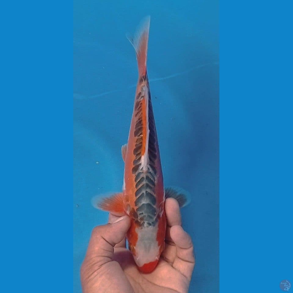 HANASU 29CM
