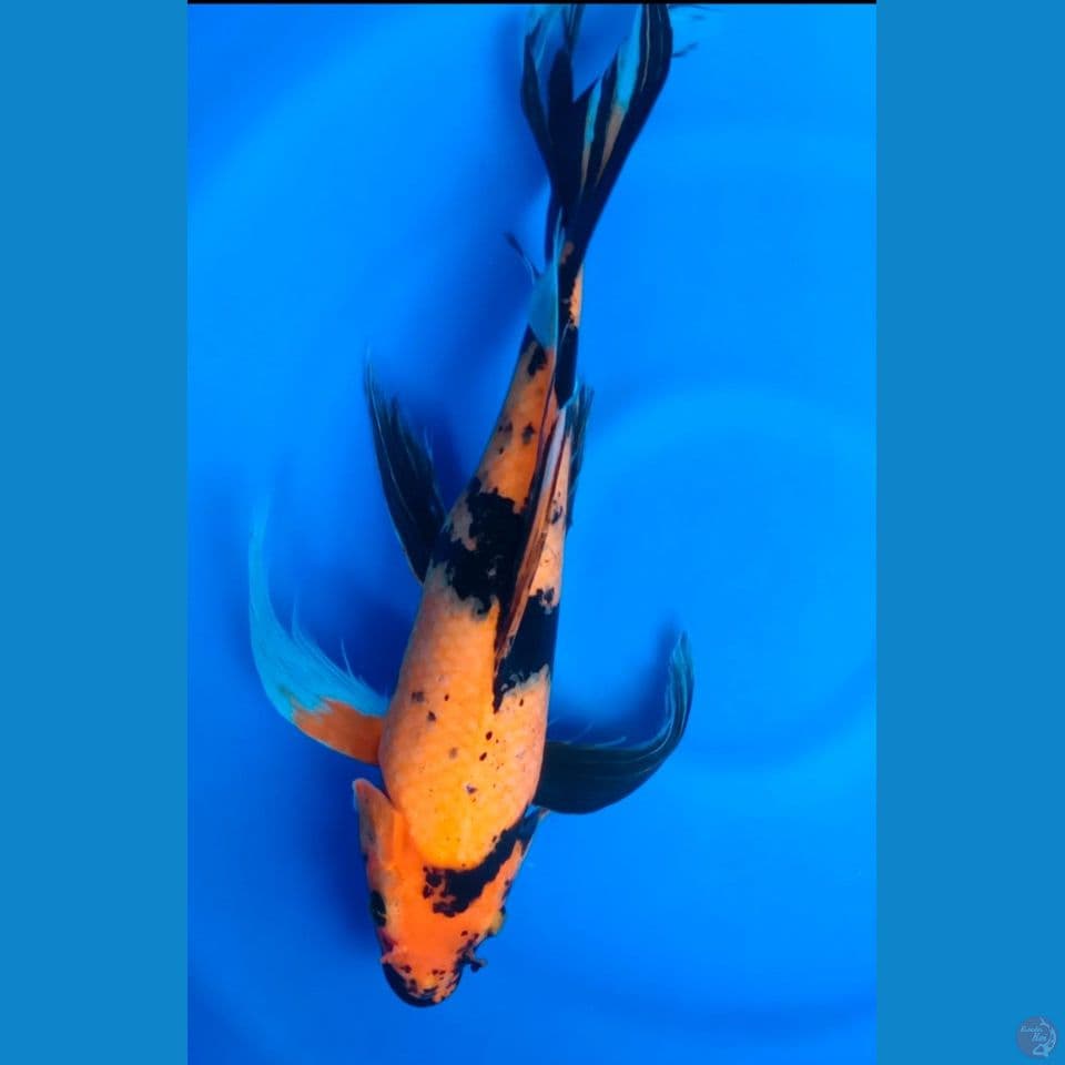 F 53CM KI UTSURI
