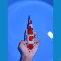 MARUTEN KOHAKU -25CM