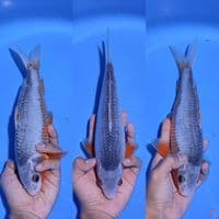 ASAGI HQ - 30CM - MALE