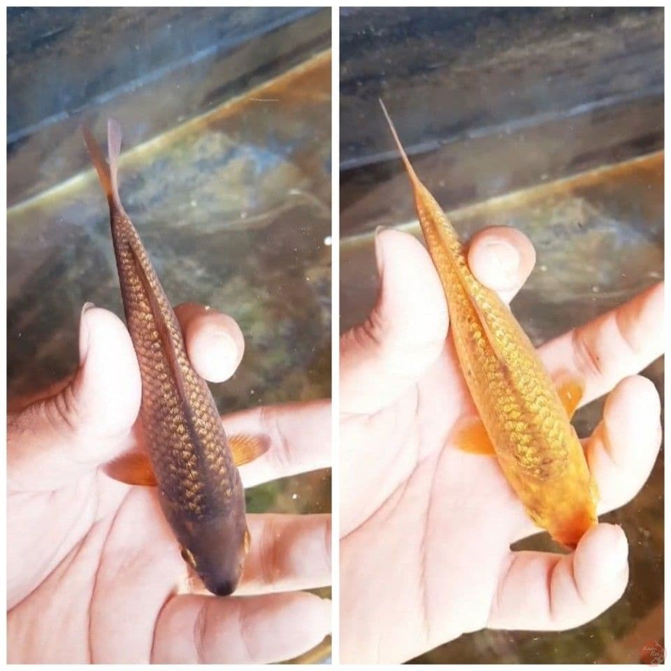 2 ekor ginrin karamel high quality 14cm