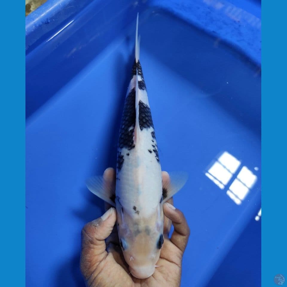 Shiro Bahan 31CM