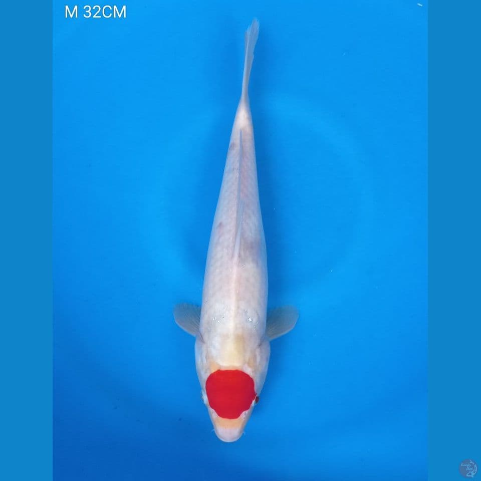 M 34CM TANCHO KIHAKU