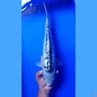 Shusui 41 cm