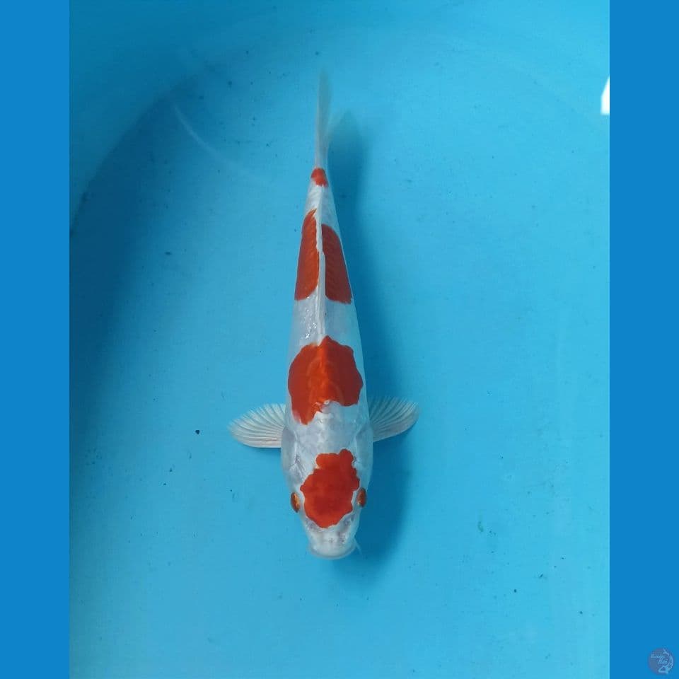 Kikushui 27cm