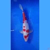 kohaku