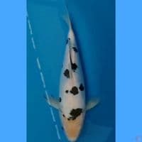 bekko 30 cm 