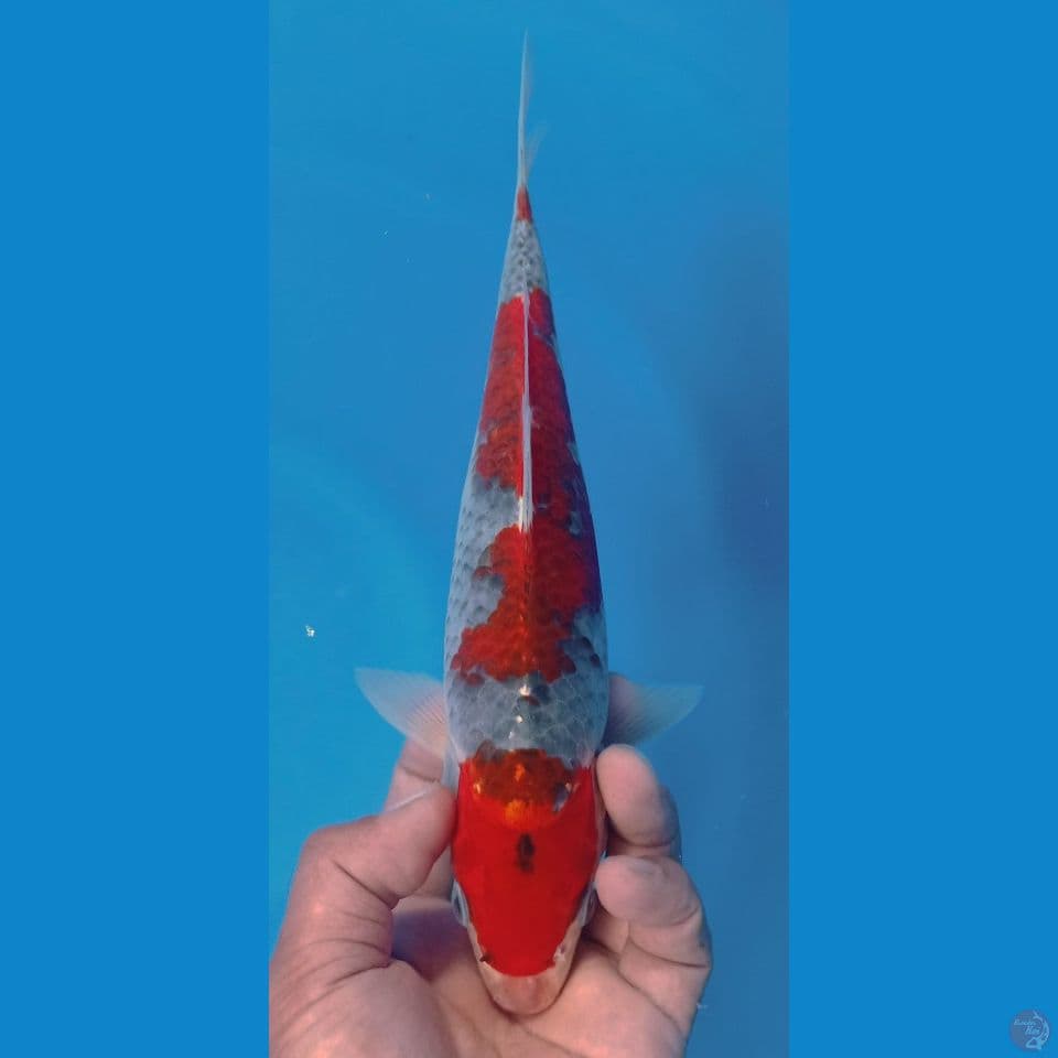 gosiki 29cm