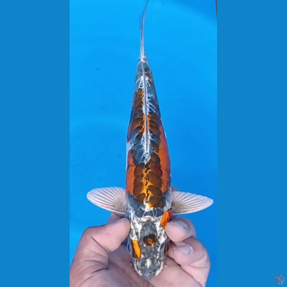 kiko 29cm