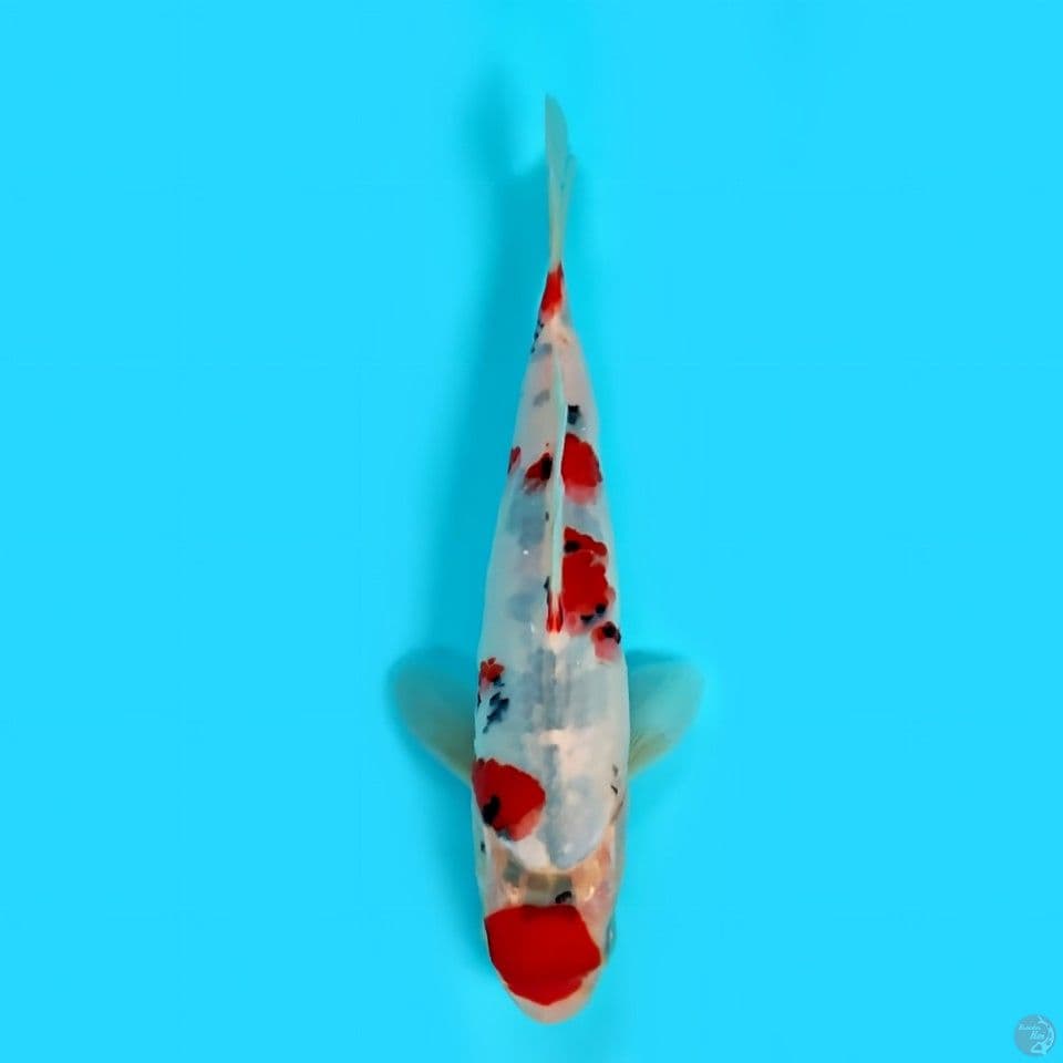 maruten sanke HQ -+ 20 cm