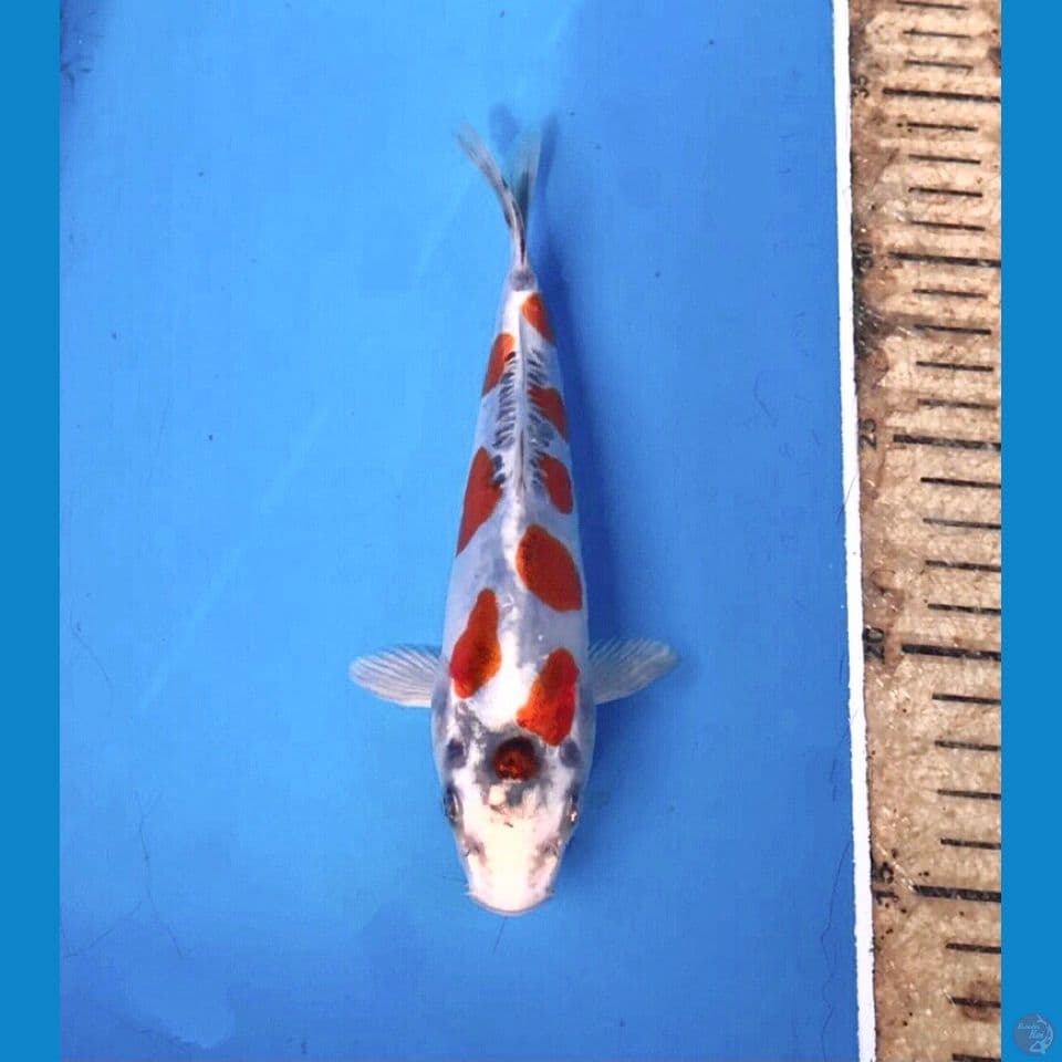 beni kiko 18cm