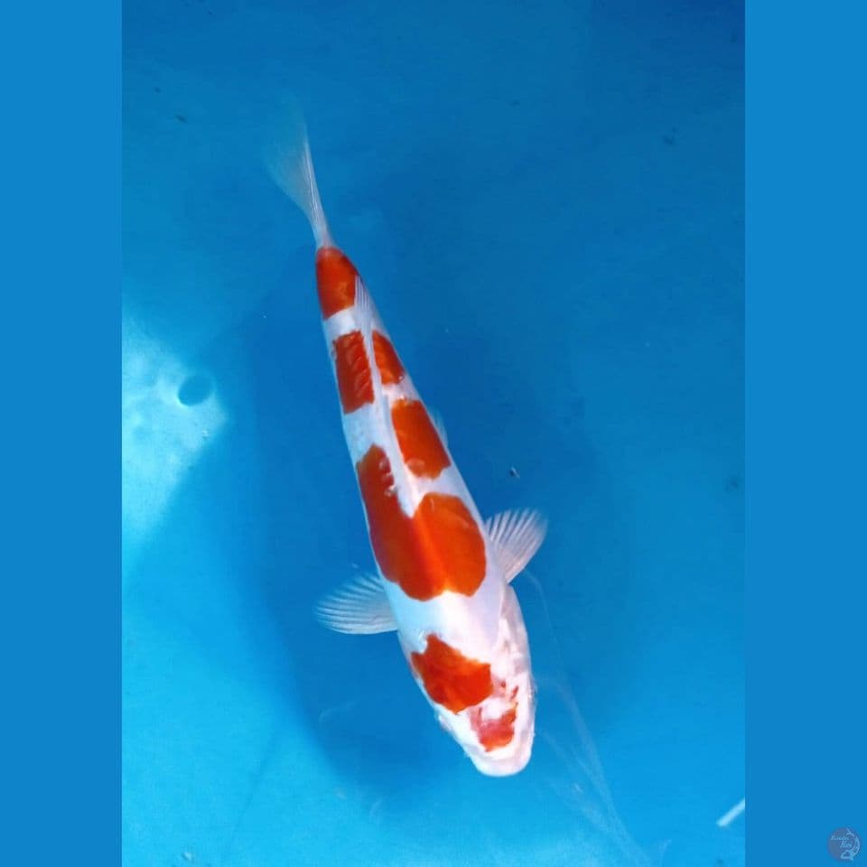 kikushui, 19 cm