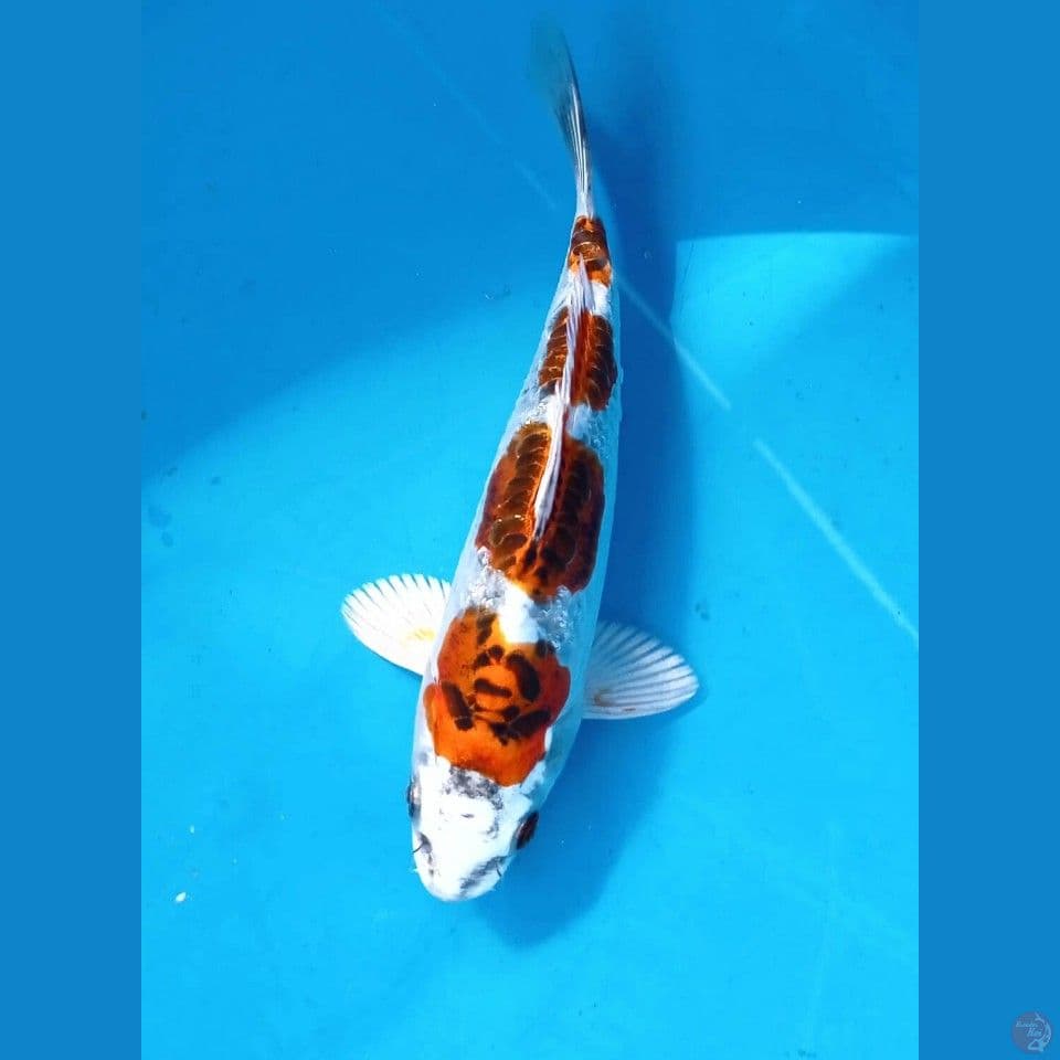 kikokuryu, 20 cm