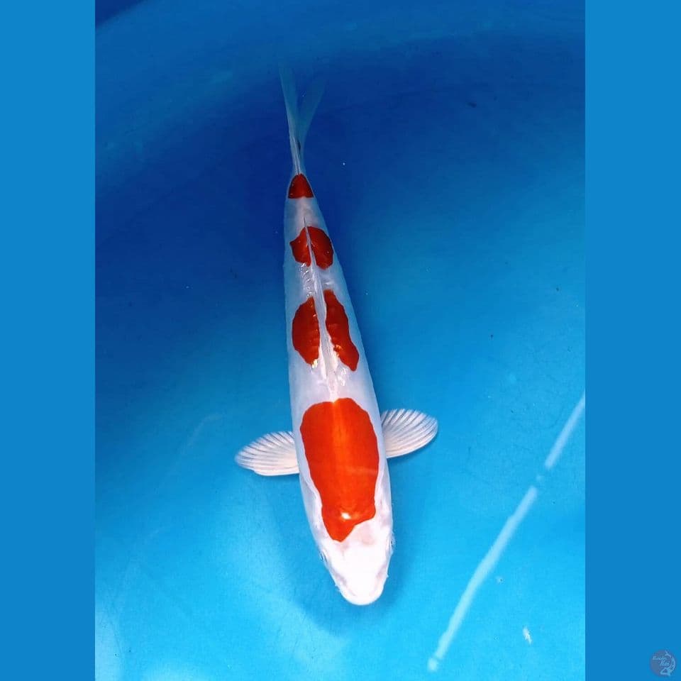 kikushui, 17 cm