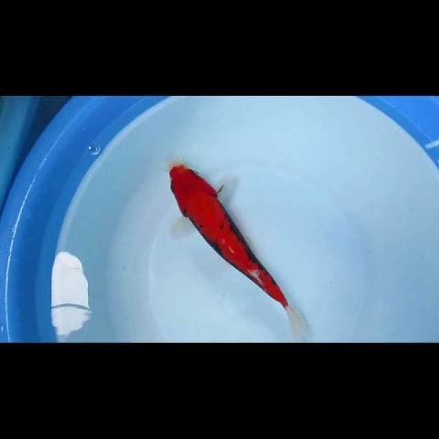 BENIKUMON 18 CM