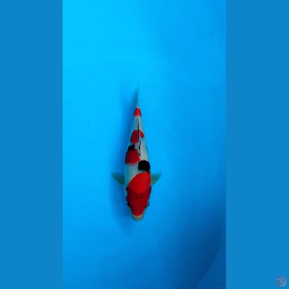 SANKE AGRO KOI MALE 27CM