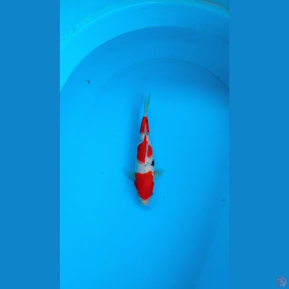 SANKE AGRO KOI SENTER MALE 27CM