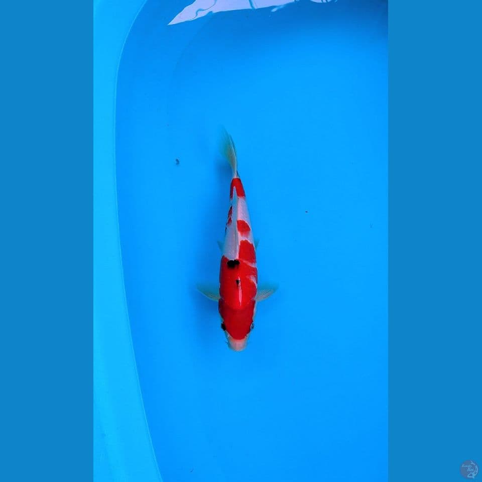 SANKE AGRO KOI SENTER 27CM