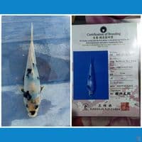 SHIRO UTSURI IMPORT MARUHIDE 20CM BU