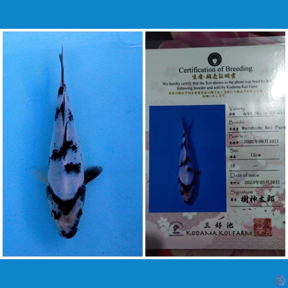 SHIRO UTSURI IMPORT MARUHIDE 20CM BU