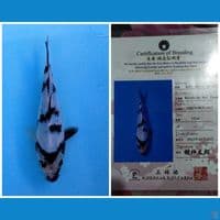 SHIRO UTSURI IMPORT MARUHIDE 20CM BU