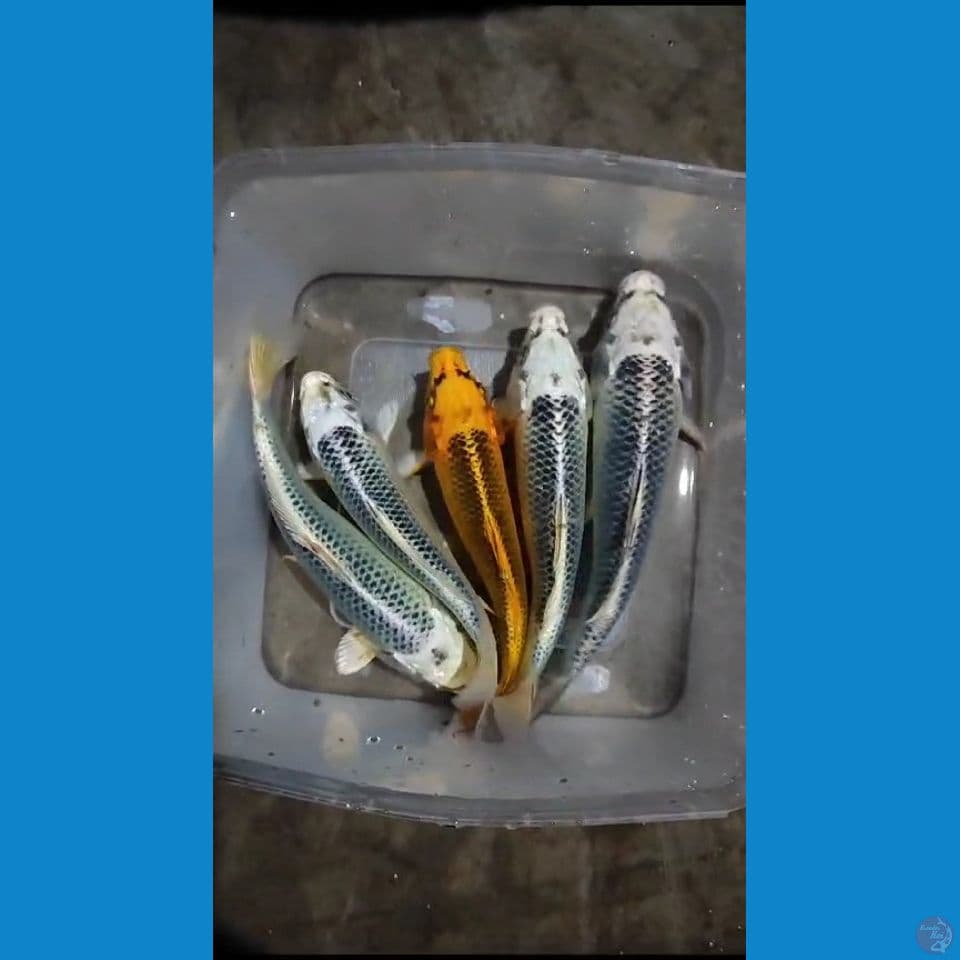 Matsuba 16-20CM