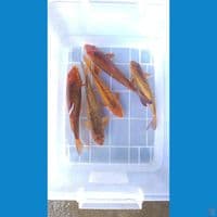 PAKET CARAMEL 22-25CM
