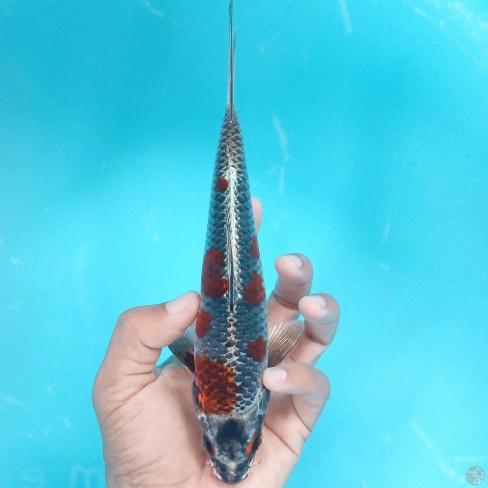 BENI GINGGA 21CM