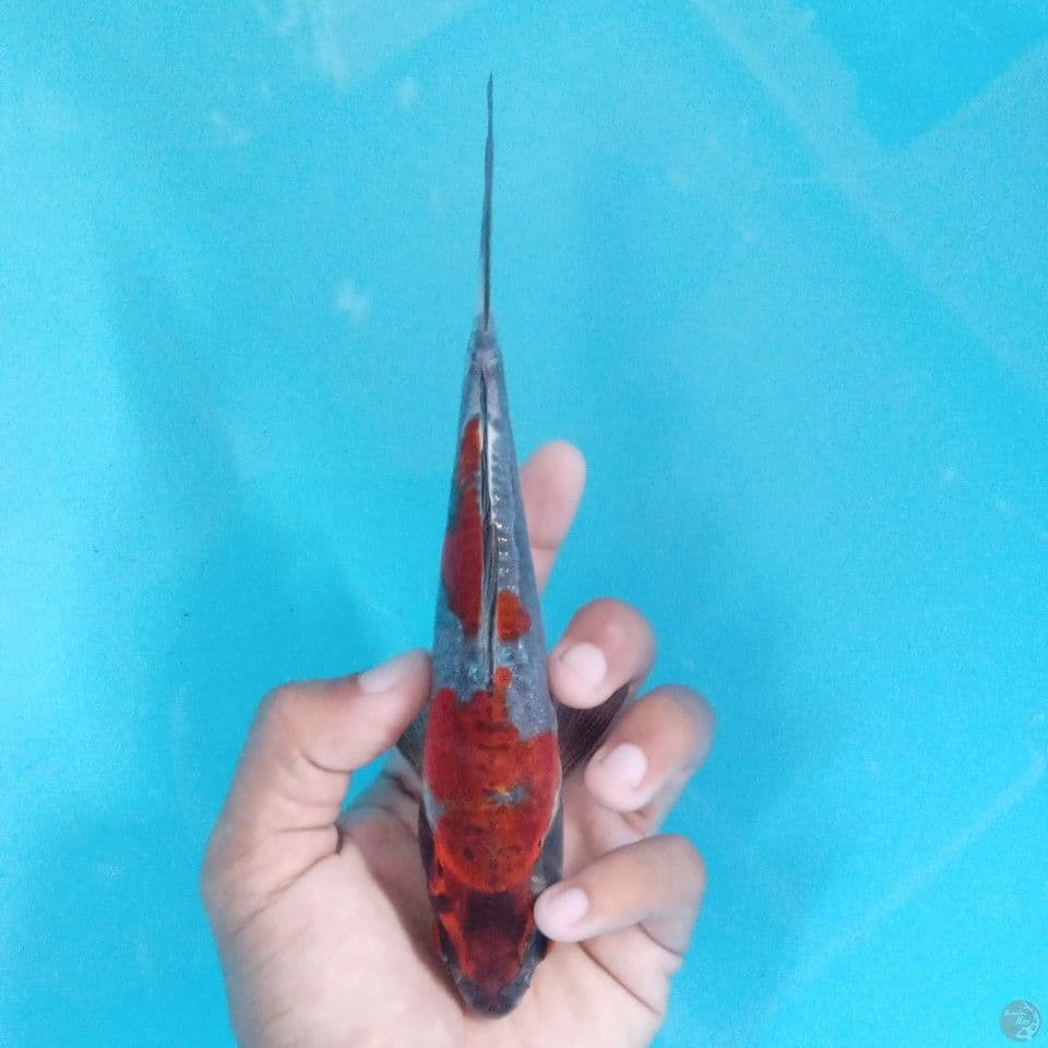 BENI KIKO 17CM