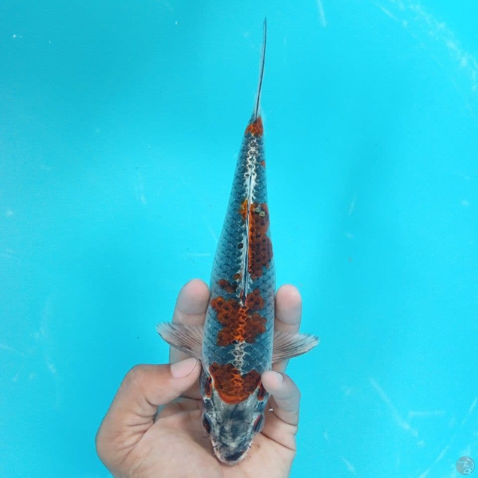 BENI GINGGA 22CM