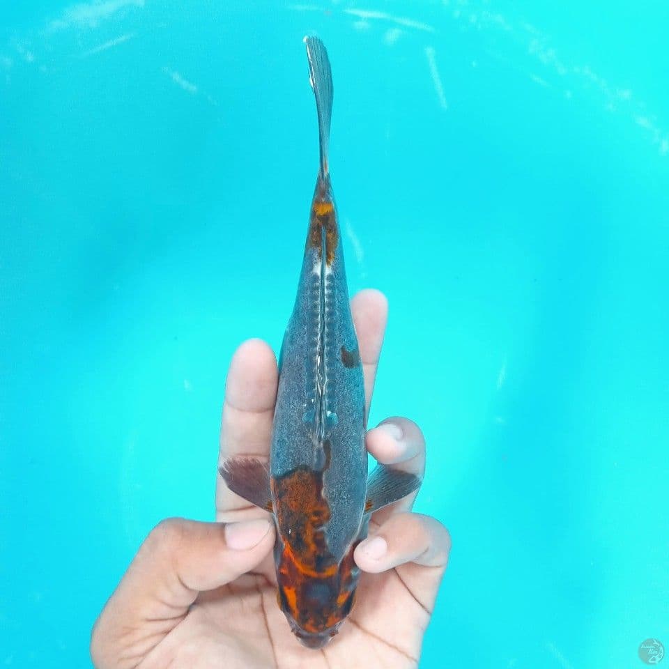 BENI KIKO 20CM