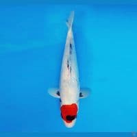 ASSASSIN 9 ~ Original Tancho Showa 32 cm/male™,-