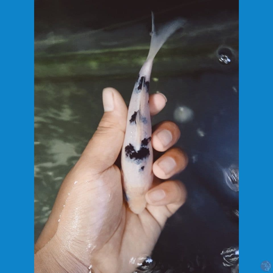 BEKKO 14CM || (WAJIB SHOW MAGETAN)