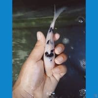BEKKO 14CM || (WAJIB SHOW MAGETAN)