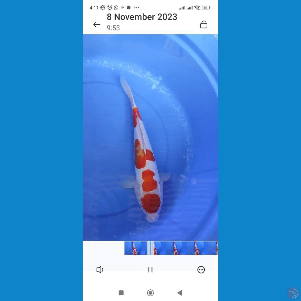 Original maruten Kohaku DOITSU Murni 35 cm Jantan 