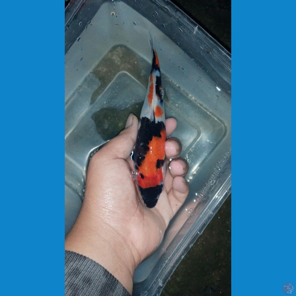 SHOWA BAHAN KEEP || 17cm