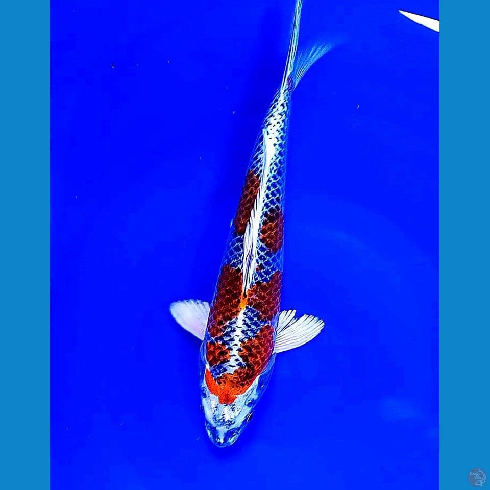 31 cm red kujaku ml
