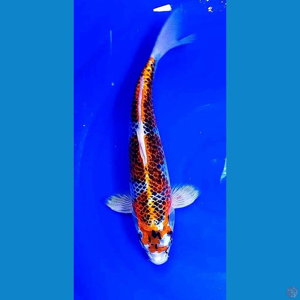 36 cm metalik .male