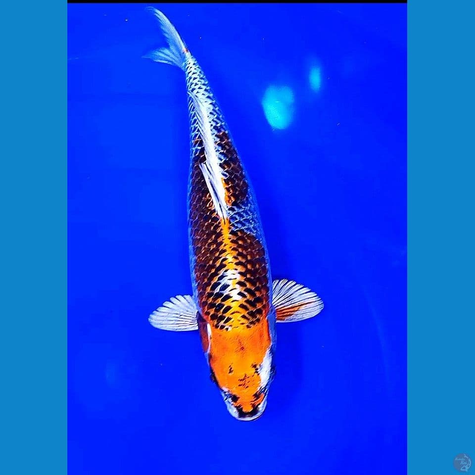 40 cm jumbo metalik fm