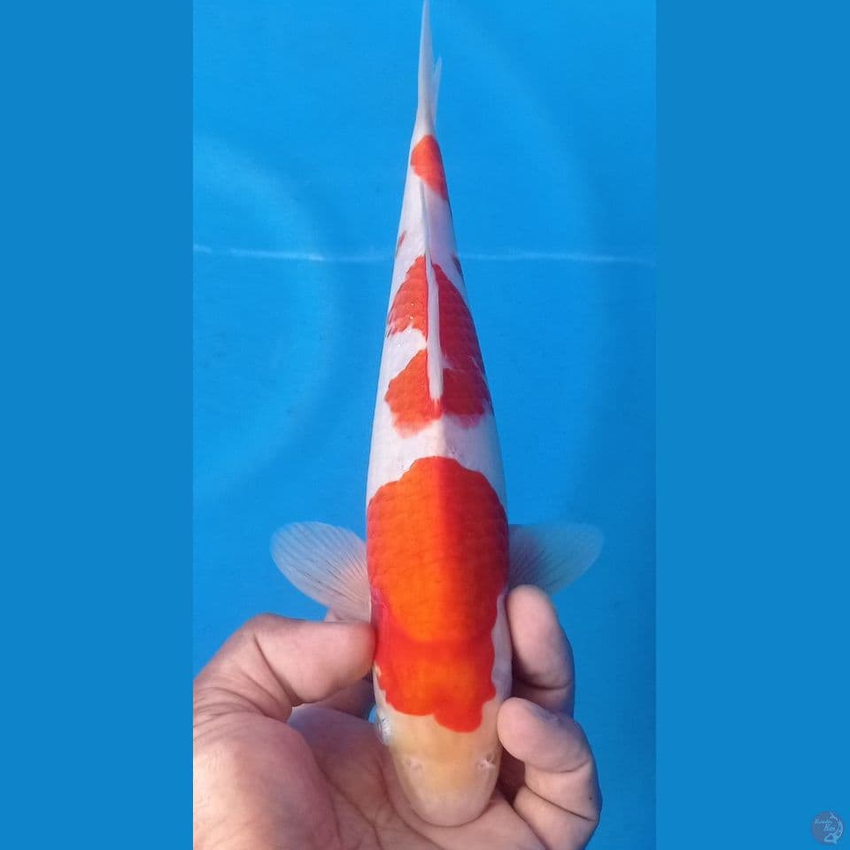 kohaku 29cm
