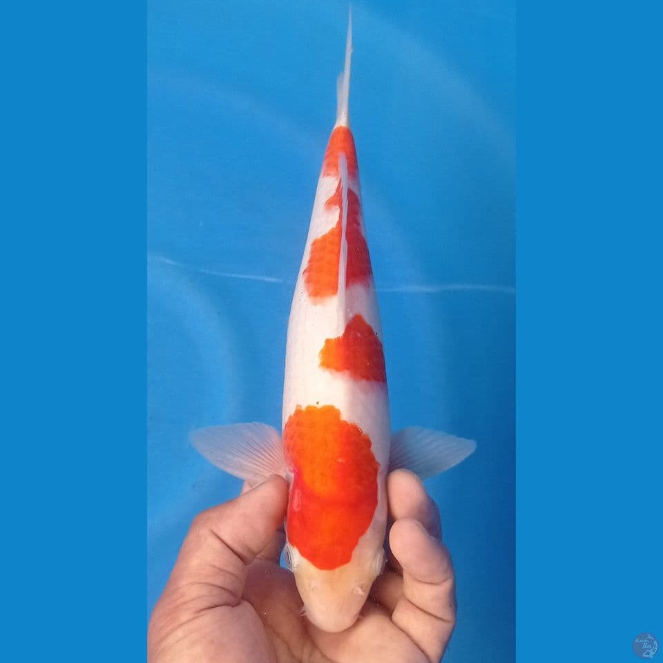kohaku 29cm