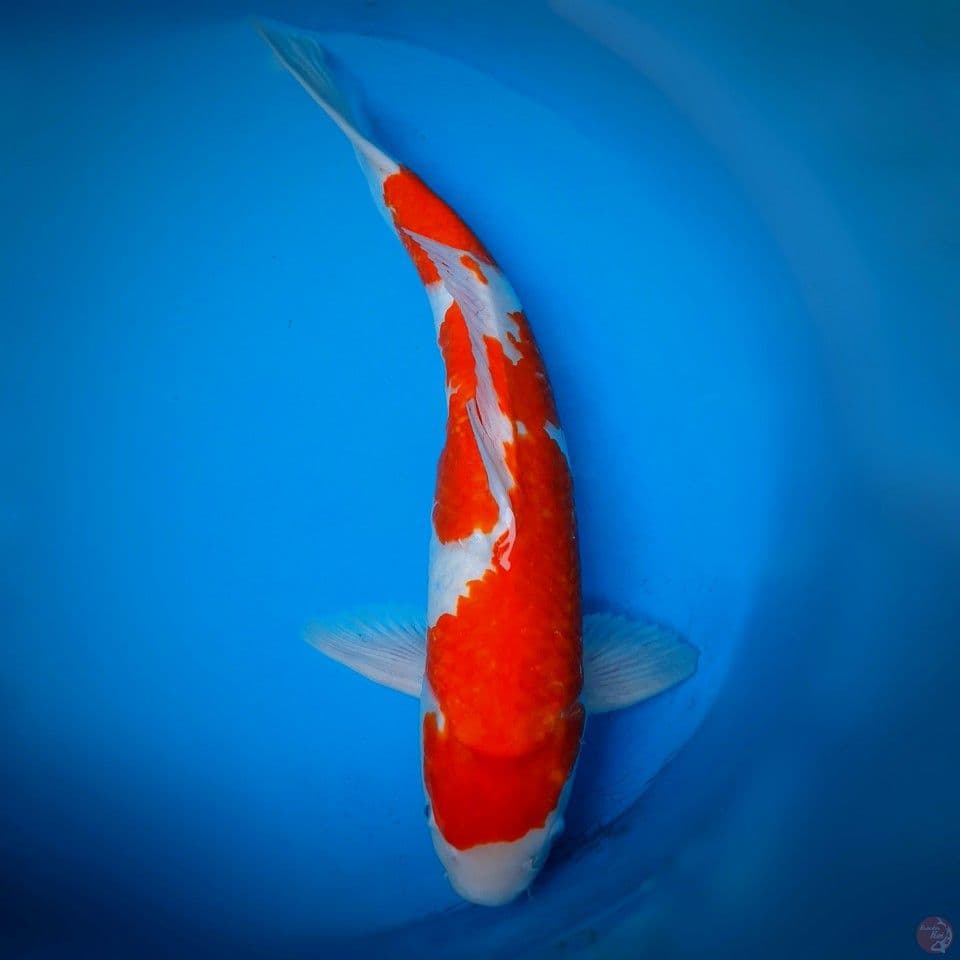 Kohaku Jantan 57cm