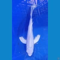 40cm kumpay platinum