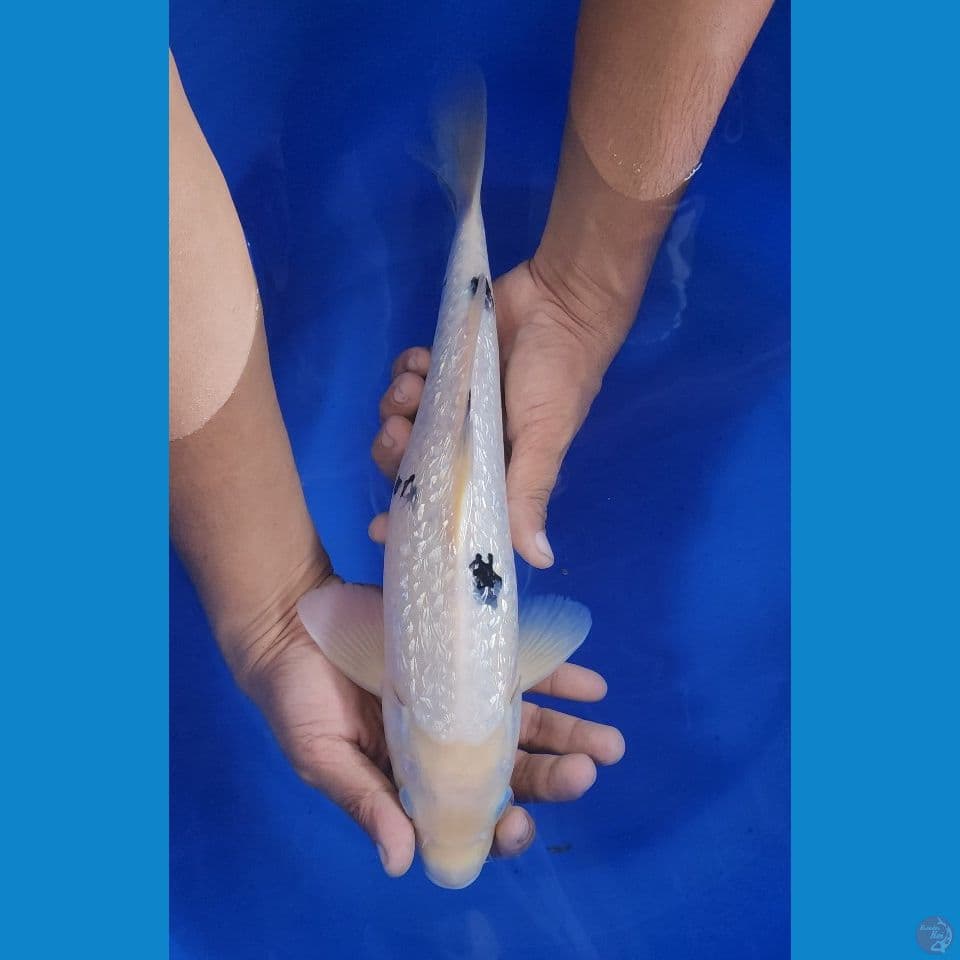37cm ginrin bekko