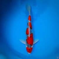 Goshiki SQ 43cm 